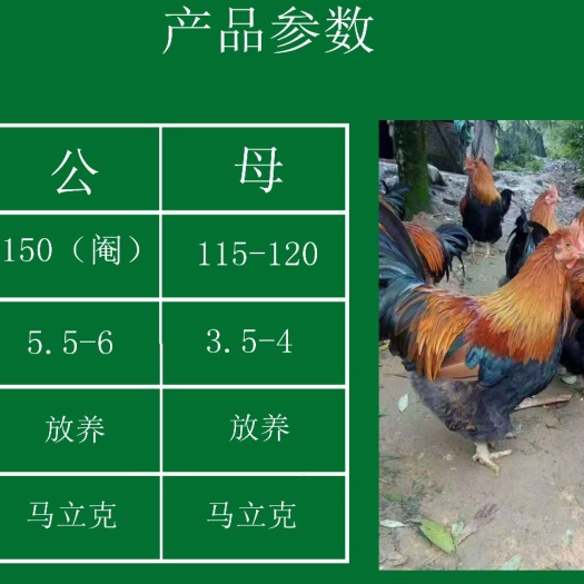 南宁 孵化场批发价清远麻鸡苗，包疫苗运输成活