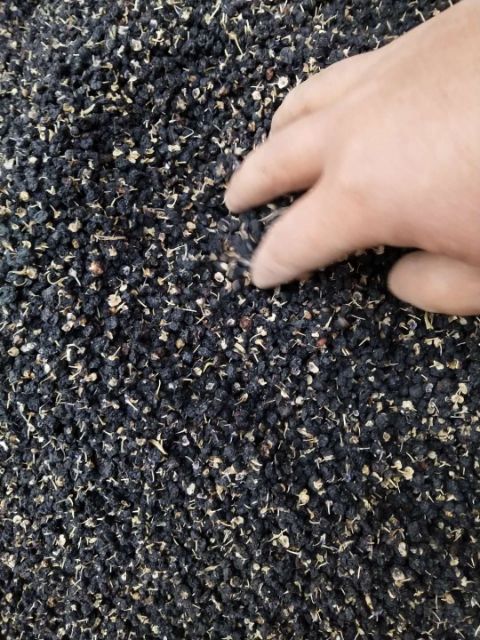 黑枸杞 大颗粒 中颗粒 小颗粒批发 甘肃玉门黑枸杞种植基地