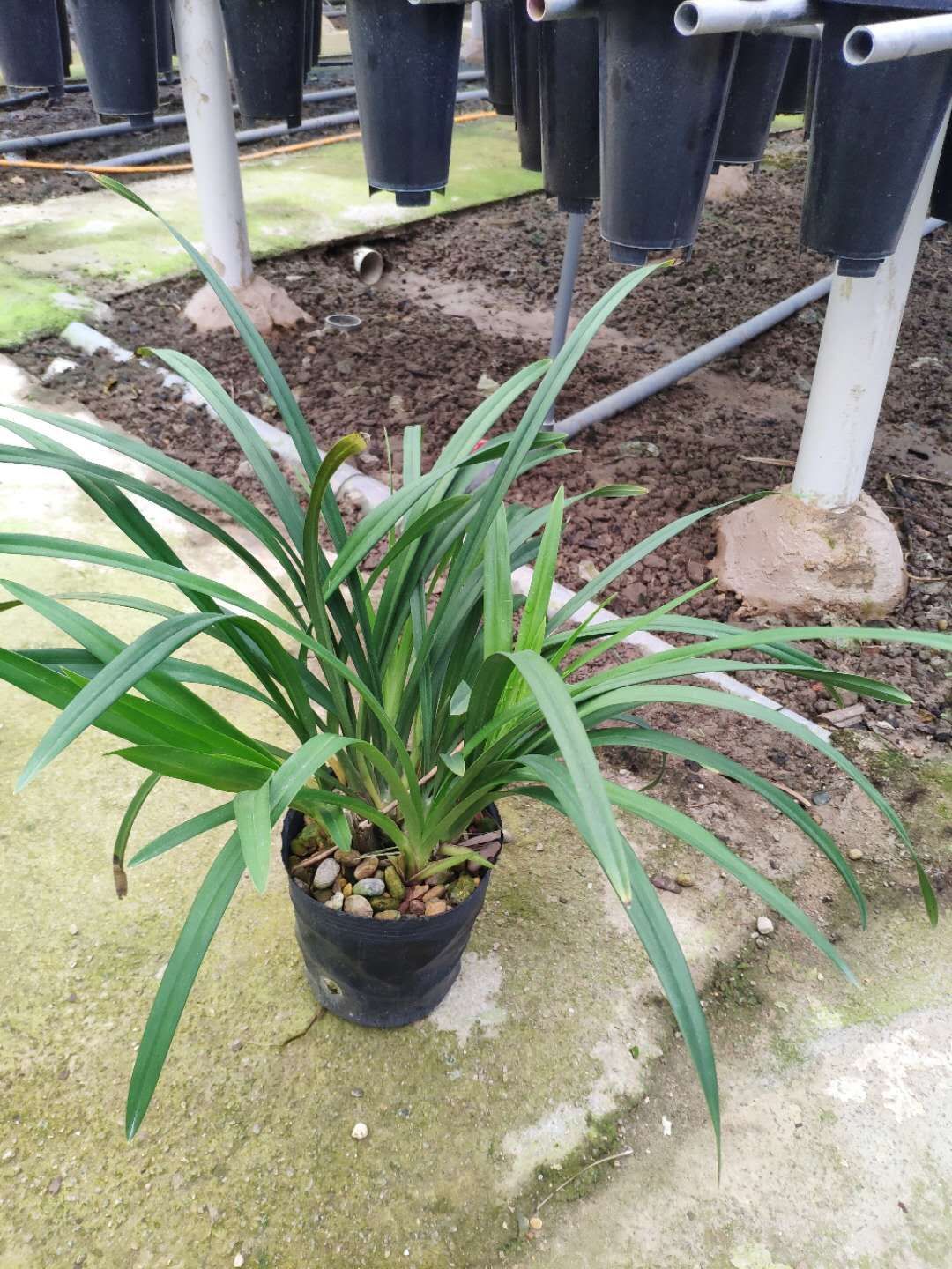  兰花苗色花浓香建兰快车小姐