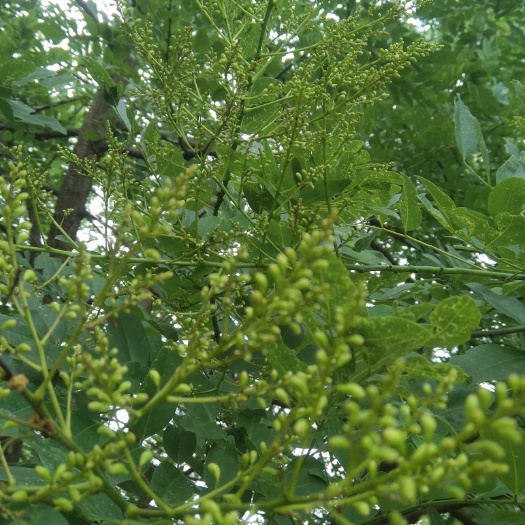 东安县 槐米具有清热止血的作用，用途广泛。干品无杂质，无硫薰。