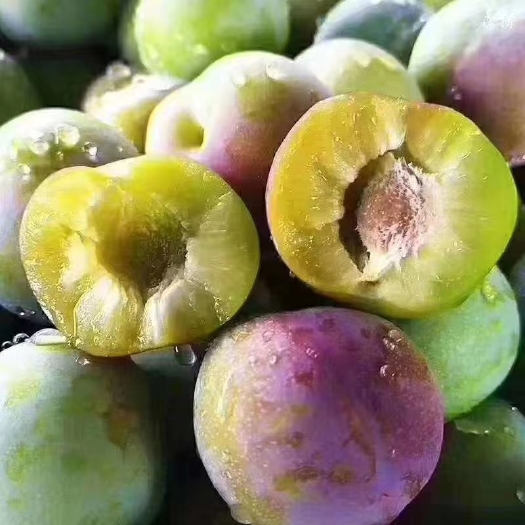 绥江县 云南绥江半边红李子