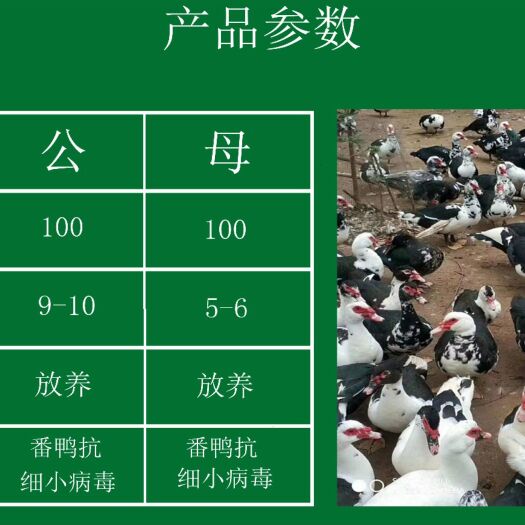 南宁 孵化场批发价大种西洋鸭苗，大种火鸭苗批发
