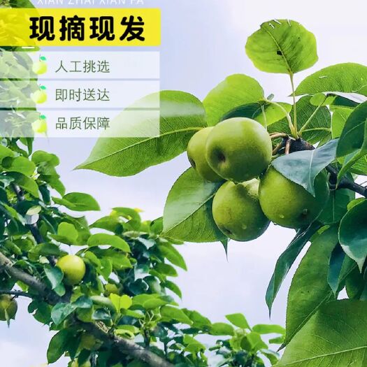 富川县 【消费扶贫产品】广西富川冰淇梨（翠冠梨）1