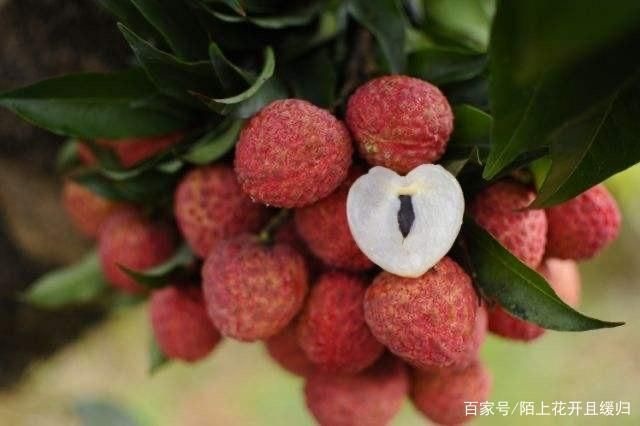 诏安县 精选糯米糍荔枝，当天釆摘