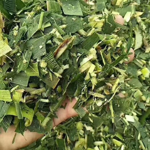 北票市玉米青贮草 青储