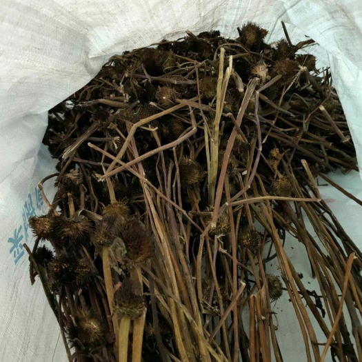 蒲江縣大氣(菊)根 大量紫錐菊藥材供應(yīng)