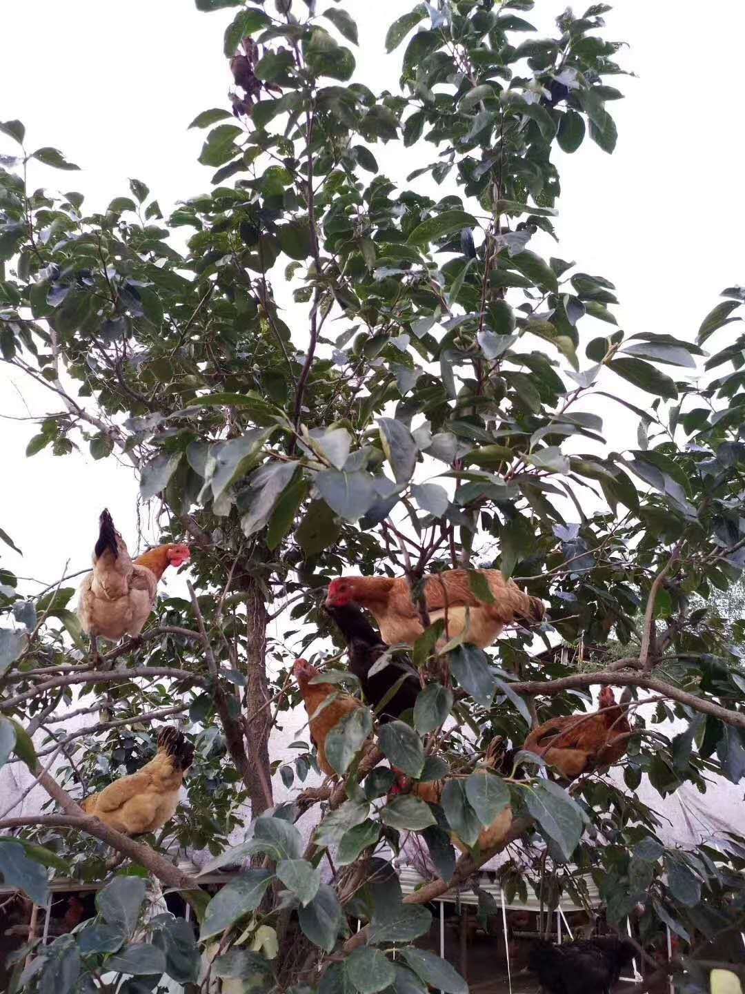 乌皮红冠土鸡  自己培养的种鸡，