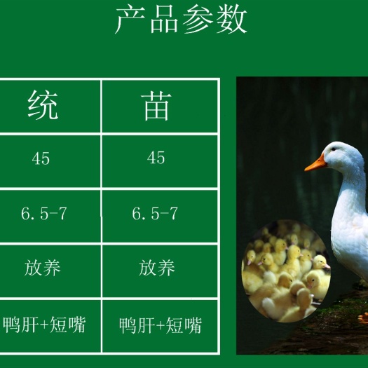 南宁 孵化场批发价，白鸭苗，桂柳鸭苗，樱桃谷鸭苗