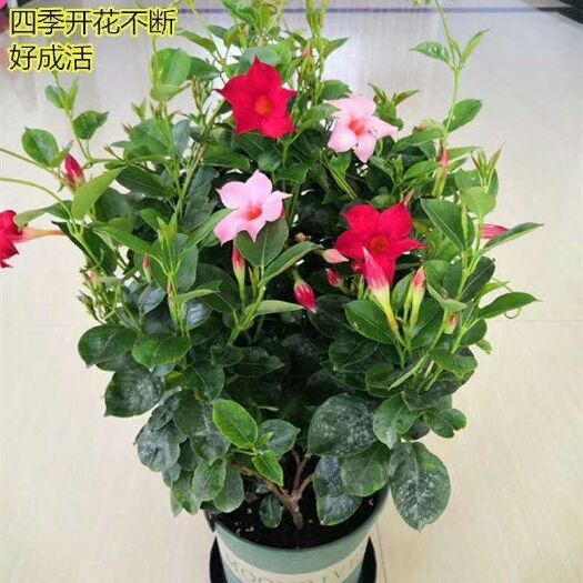 宿迁 千里飘香藤