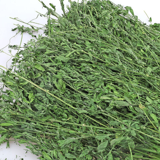 新沂市供应烘干紫花苜蓿草 兔子龙猫荷兰猪宠物粮食紫花苜蓿草1kg