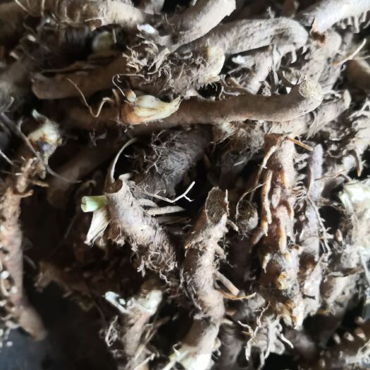 襄垣县 鲜货知母大量出售