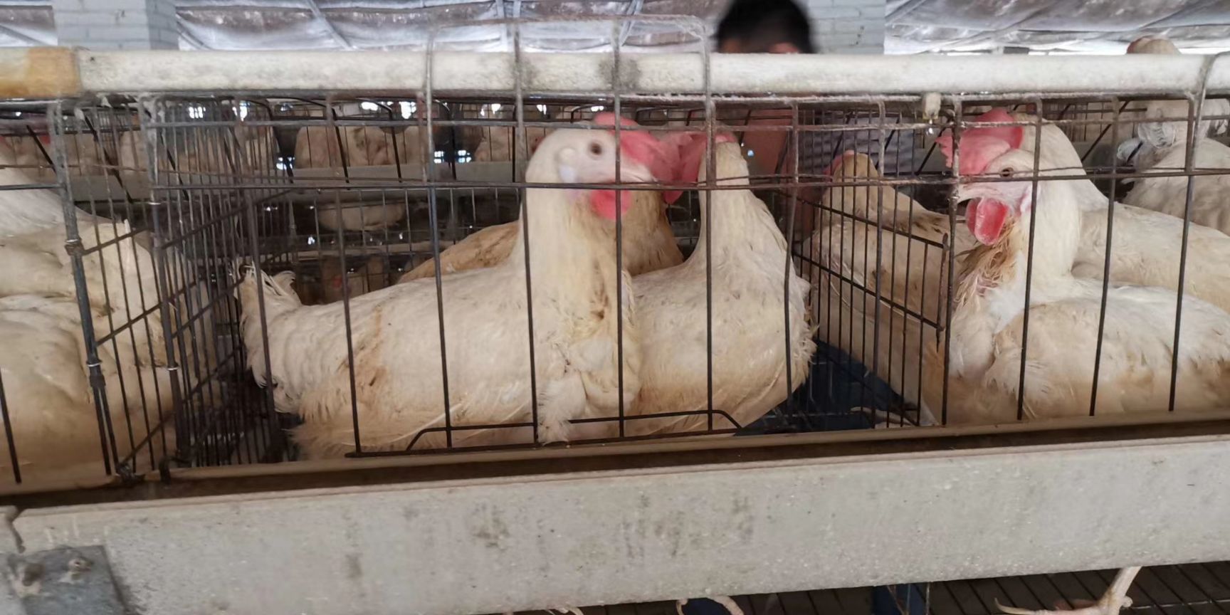  400多天的老母鸡，均重有3.78.毛衣89成