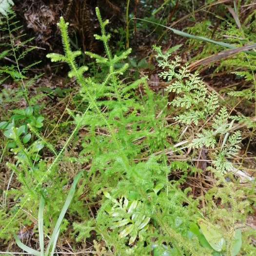 龙胜县 大山里的伸筋草