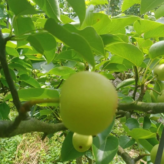 百色 苹果梨，白梨，风花梨