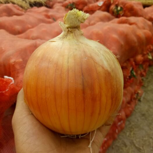 黄皮洋葱5-8. 8-12规格货源充足