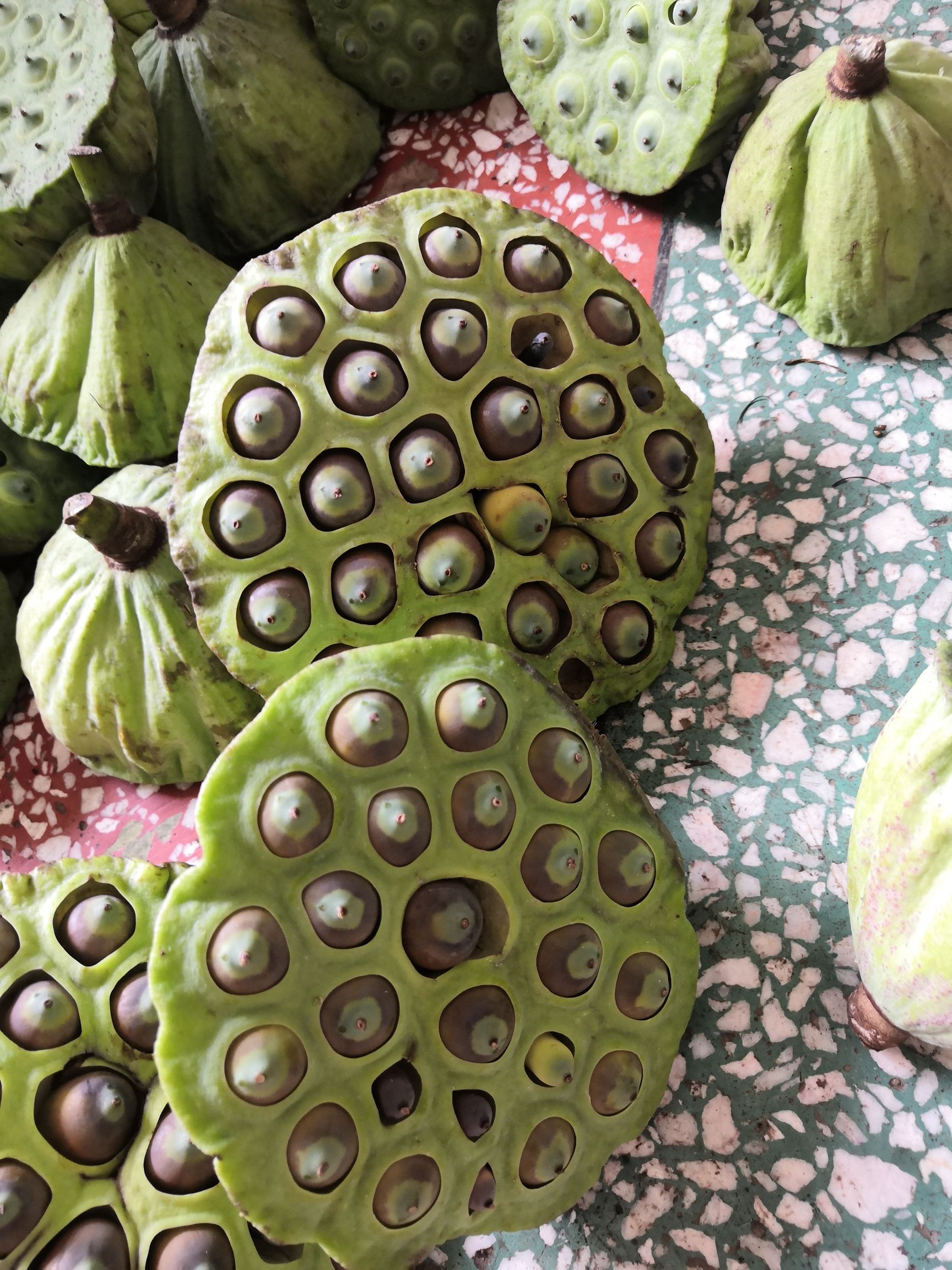  优惠供应湘莲茶花莲蓬嫩莲蓬