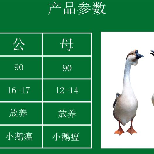 南宁 孵化场批发价，汕头狮头鹅苗批发