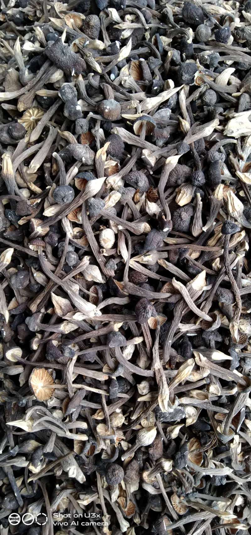 常年供应黑皮鸡枞菌干货