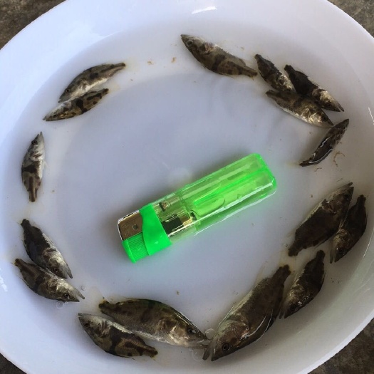 广州〈鱼苗〉鳜鱼苗，生长速度快，一般养4至5个月可上市。
