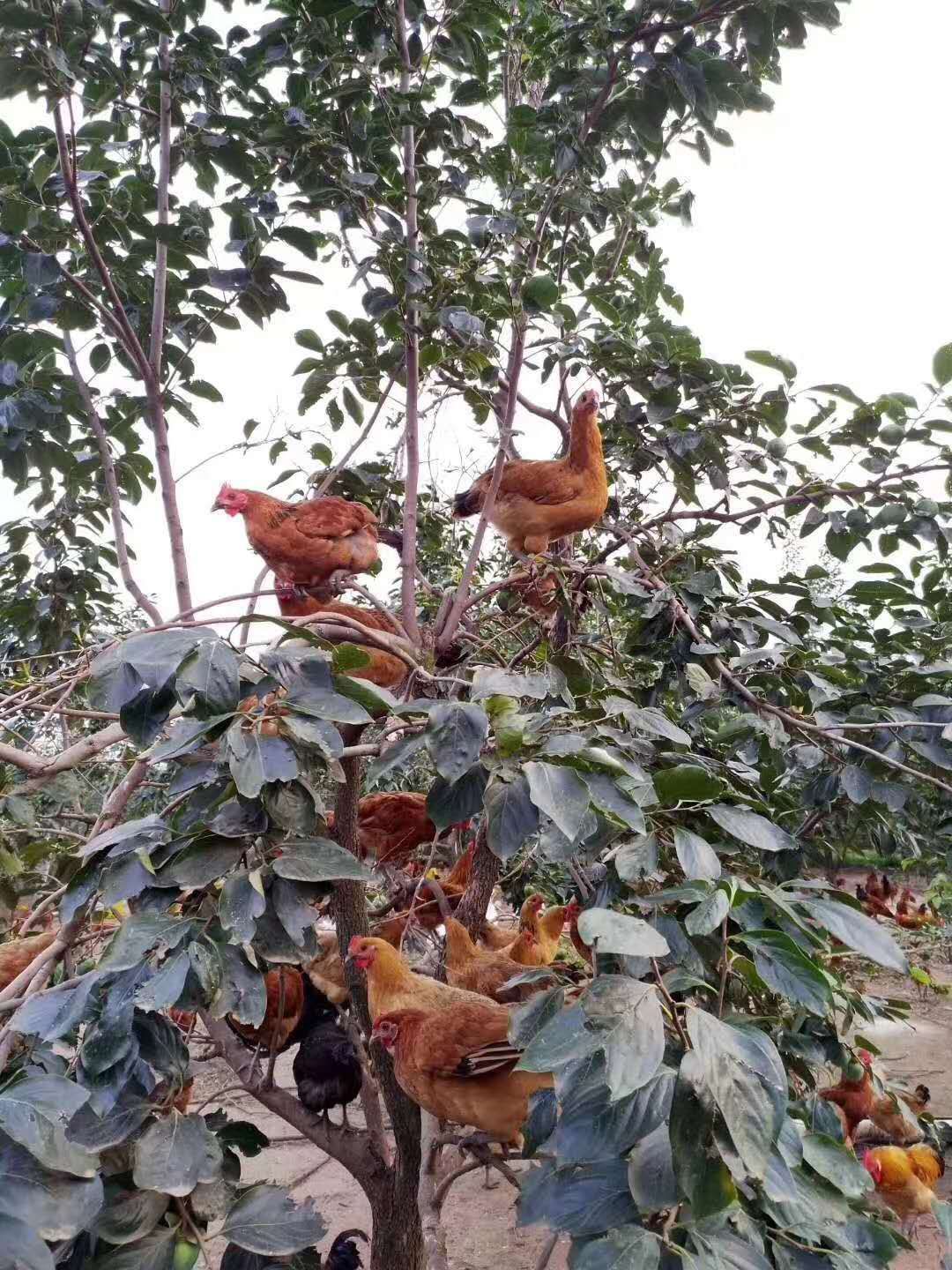 乌皮红冠土鸡  自己培养的种鸡，