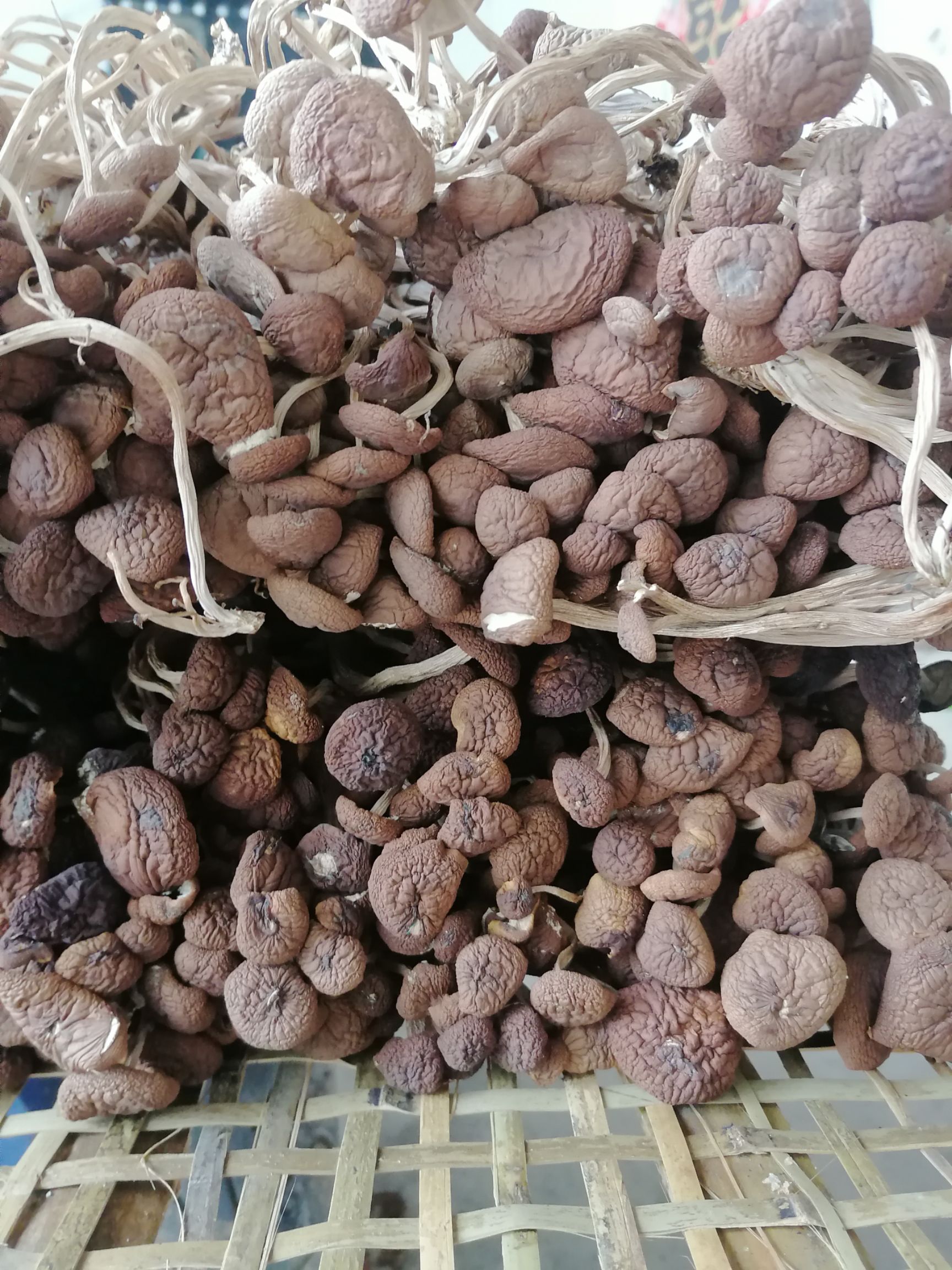  新货广昌五号茶树菇 干货