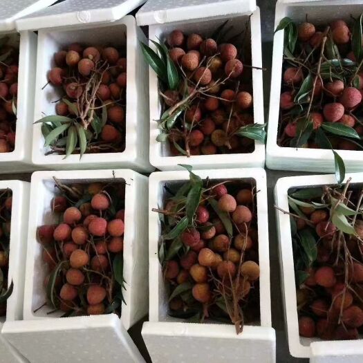 诏安县后港青壳荔枝 每天现摘，现场挑选，保证品质新鲜度