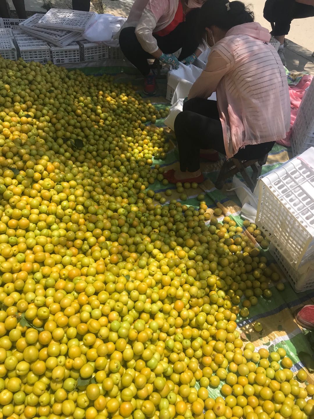  荷兰香蜜杏树苗根系发达，杏树根系