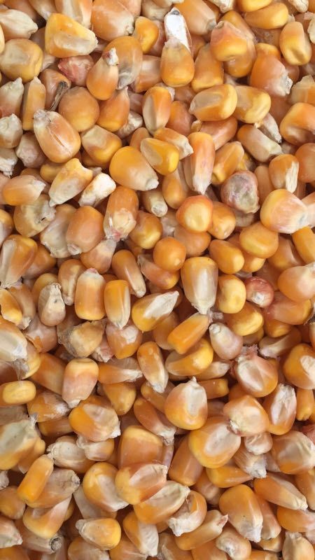 镇平县黄玉米粒  现货出售优质玉米