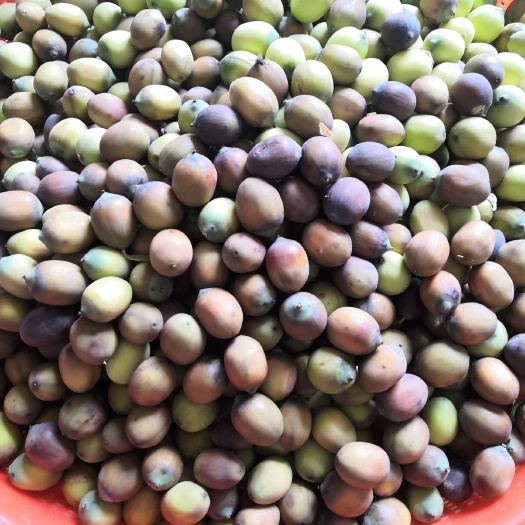 桃源县 优惠供应湘莲茶花莲蓬嫩莲蓬