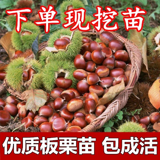 苍溪县大红袍板栗苗 大红板栗苗，颗颗嫁接苗，产量高，可当年挂果，保证成活率