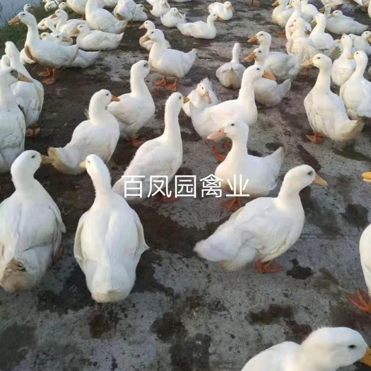 昆明北京油鸡苗 白肉鸭 北京鸭鸭苗