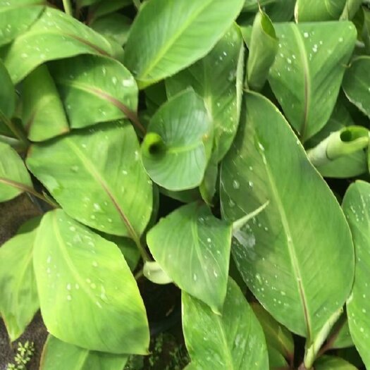 灵山县 香蕉苗，威廉斯B6香蕉苗，高产品种当年结果