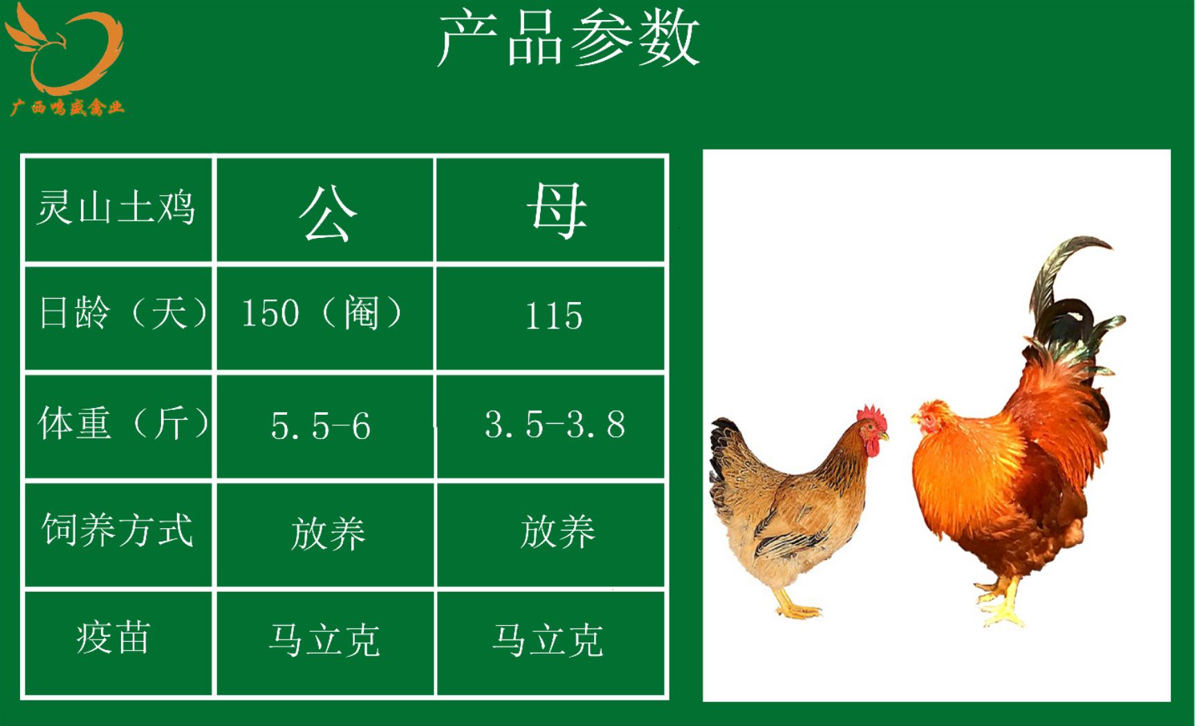  广西灵山土鸡苗孵化场直销包疫苗运输成活