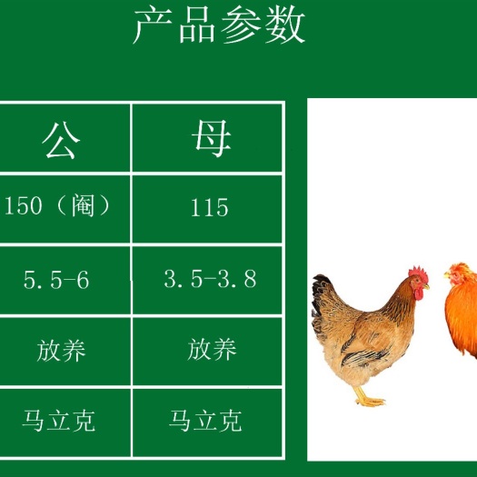 南宁 广西灵山土鸡苗孵化场直销包疫苗运输成活