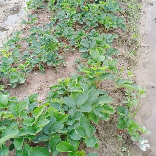 南通红颜草莓苗 10~20公分 地栽苗
