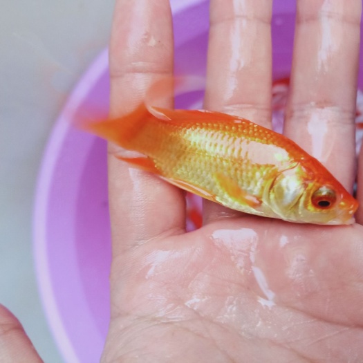 南宁锦鲤鱼苗  锦鲤鱼，观赏鱼