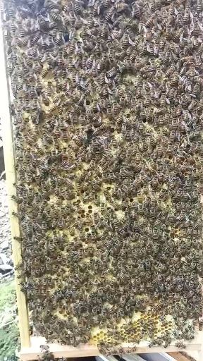 中华蜜蜂    中蜂 各种规格的中蜂