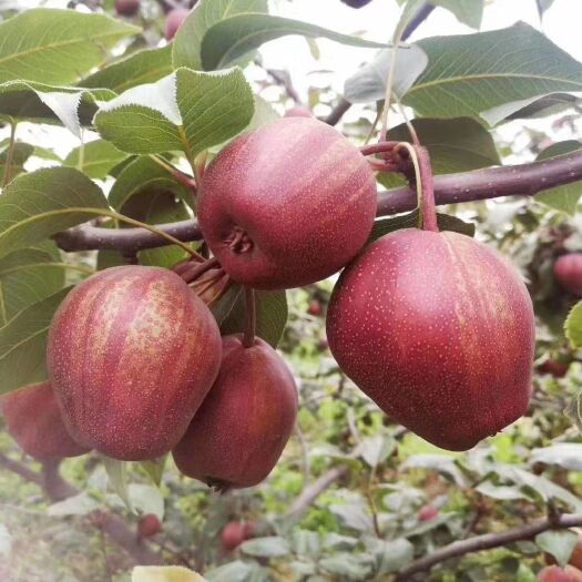 大荔县彩虹梨陕西大荔水果批发基地