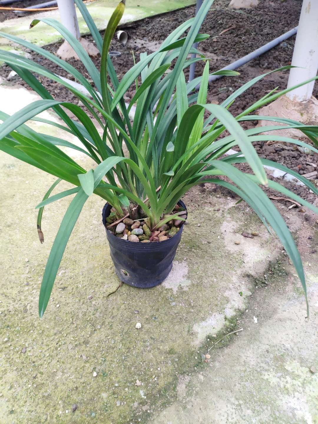  兰花苗色花浓香建兰快车小姐