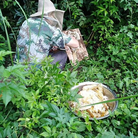 泰和县一年一次的正宗土蜂蜜