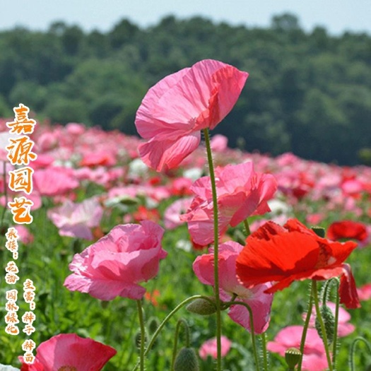 沭阳县冰岛虞美人中华虞美人冬季耐寒开花花种室外见土活四季虞美人