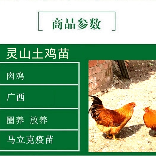  广西灵山土鸡苗批发，出厂包打疫苗，广西运费