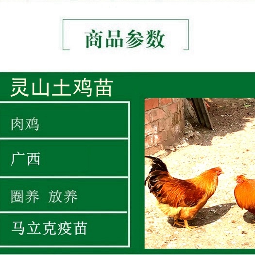 南宁 广西灵山土鸡苗批发，出厂包打疫苗，广西运费