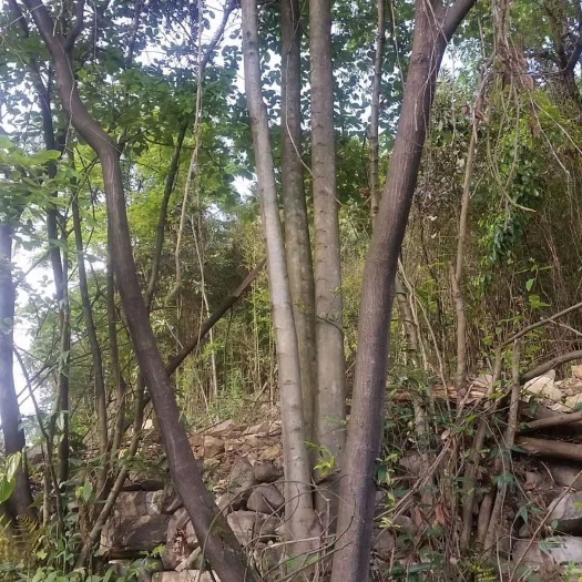 宜宾 丛生朴树