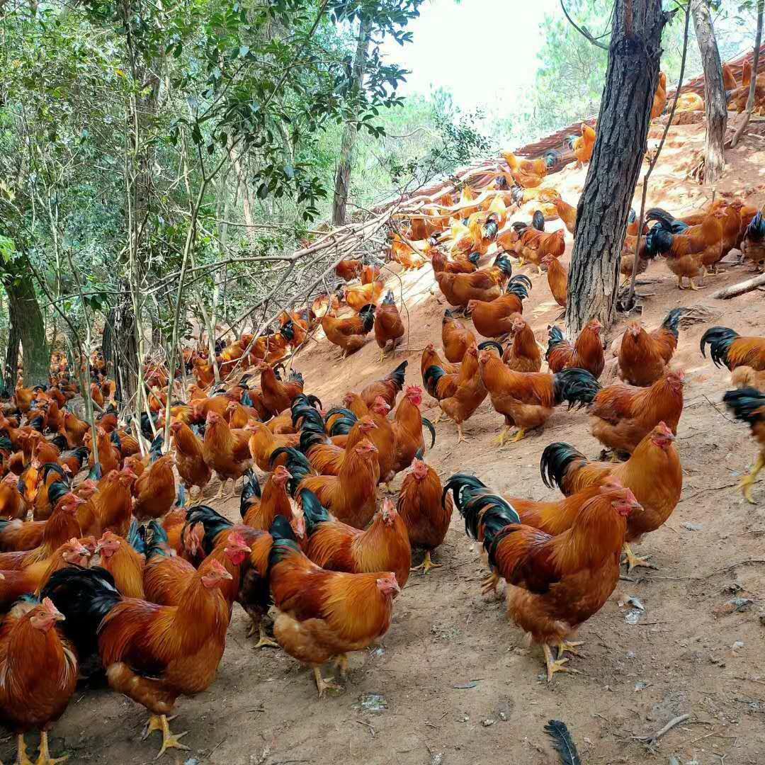 广西灵山土鸡苗孵化场直销包疫苗运输成活
