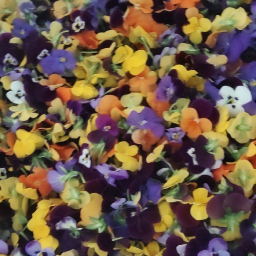 喀喇沁旗三色堇 食用花草，基地直销，品种多，颜色全，价格稳，欢迎选购