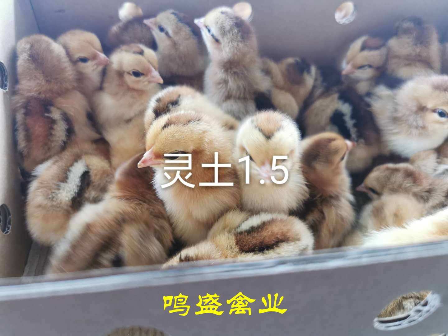  广西灵山土鸡苗孵化场直销包疫苗运输成活