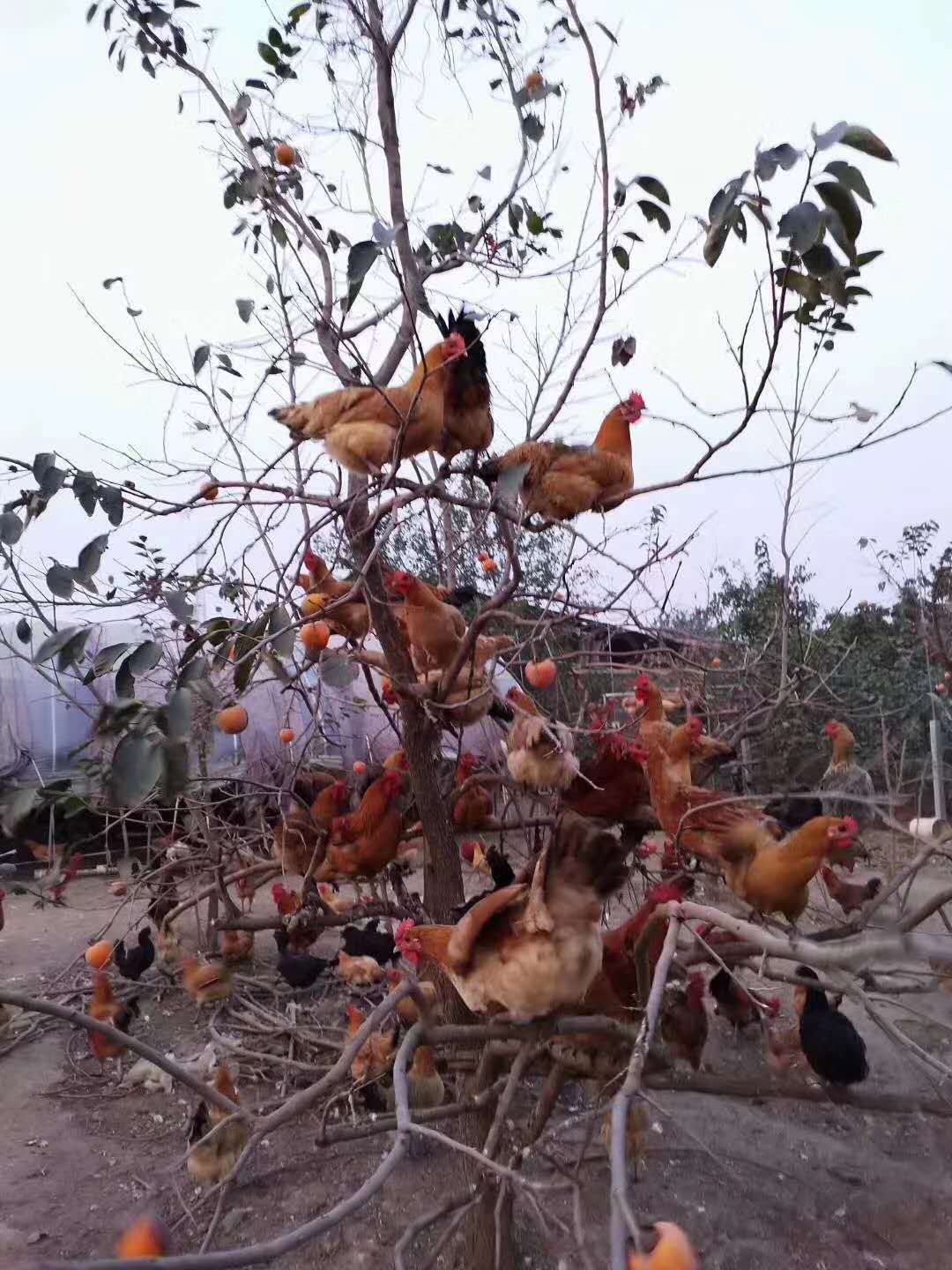 乌皮红冠土鸡  自己培养的种鸡，