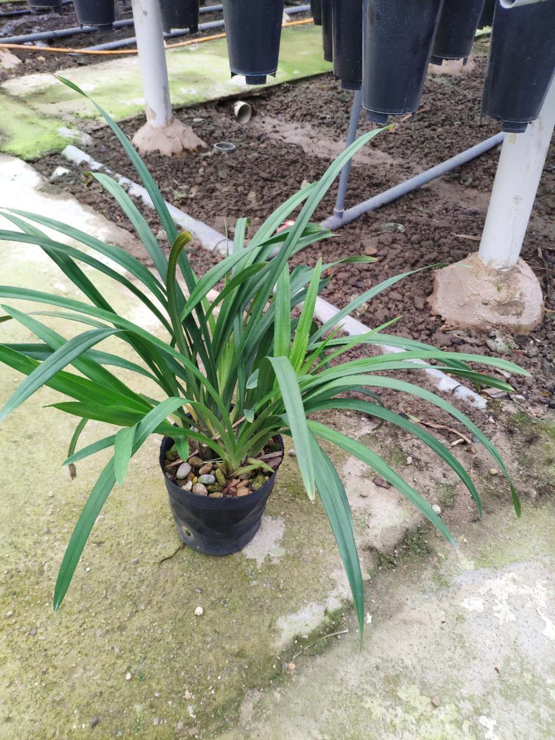  兰花苗色花浓香建兰快车小姐