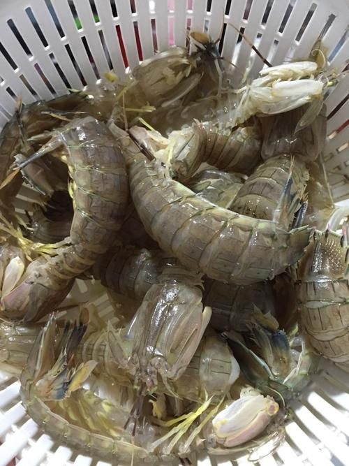 廉江市 我们现在这里有大量的硬壳皮皮虾。不按规格统货，6元当晚冷冻